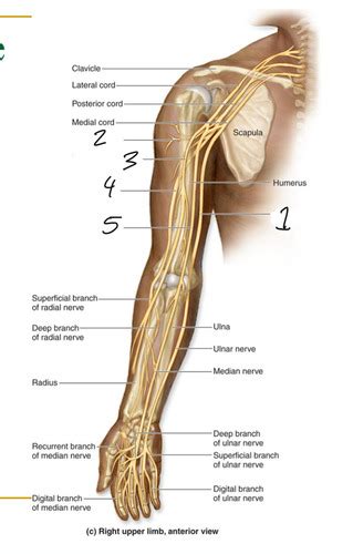 Upper Extremities Flashcards Quizlet