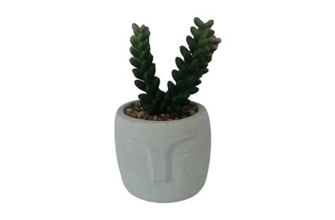 Succulent In Head Pot 7x20cm Katies International