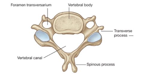 Cervical Vertebrae - www.medicoapps.org