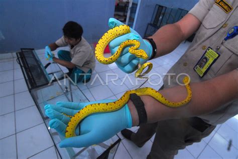 Penyelundupan Reptil Di Bandara Antara Foto