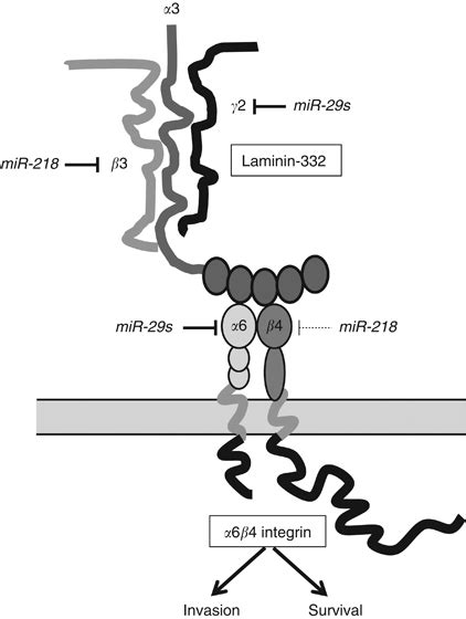 Illustration Of Tumour Suppressive Mir S And Mir Regulation Of