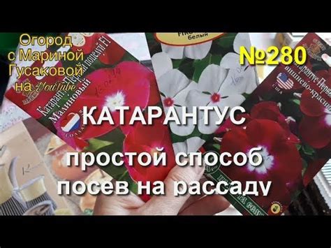 280. КАТАРАНТУС посев на рассаду в феврале. КАТАРАНТУС цветок для дома ...