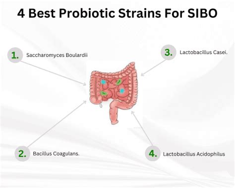 Should You Take Probiotics For SIBO? - Probiotic Review Girl