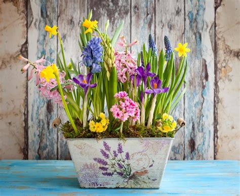 Bulbes De Printemps Pour Terrasse Et Balcon Gamm Vert