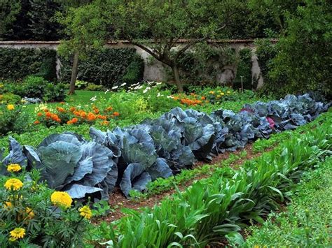 Starting A Vegetable Garden Step By Step Guide For Beginners Plant