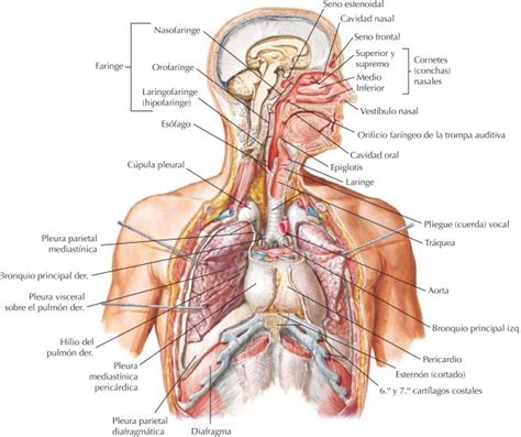 Netter Blog Sistema respiratorio organización