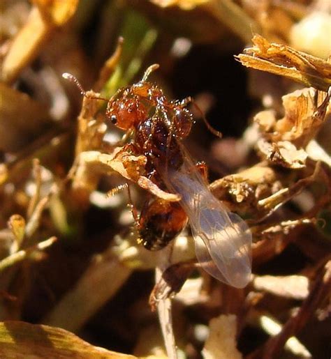 Fire Ant Queen About To Take Off Fire Ants Ants Queen Ant