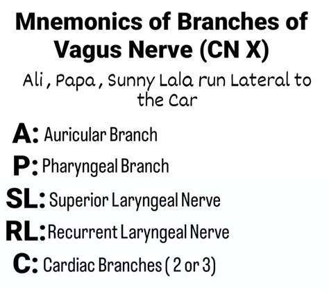 Mnemonics Of Branches Of Vagus Nerve Cn X Vagus Nerve Mnemonics Anatomy