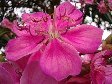 Como Plantar E Cuidar Da Arvore Quaresmeira Tibouchina Granulosa