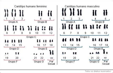 Herança e determinação do sexo EducaBras