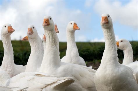 Shop Commercial Geese Online In Nigeria Best Prices Guaranteed 37