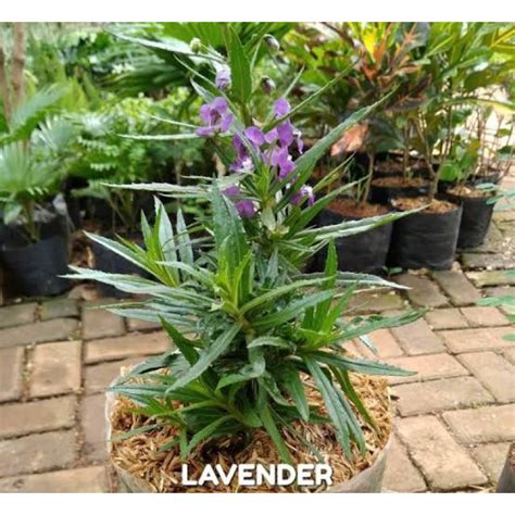 Jual Tanaman Lavender Pengusir Nyamuk Rimbun Segar Shopee Indonesia