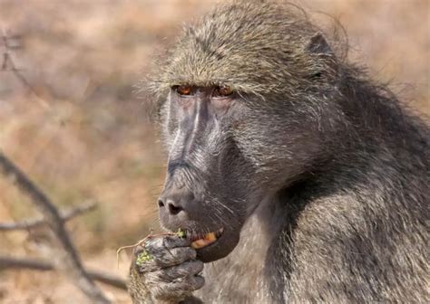 Baboon Behavior - AnimalBehaviorCorner