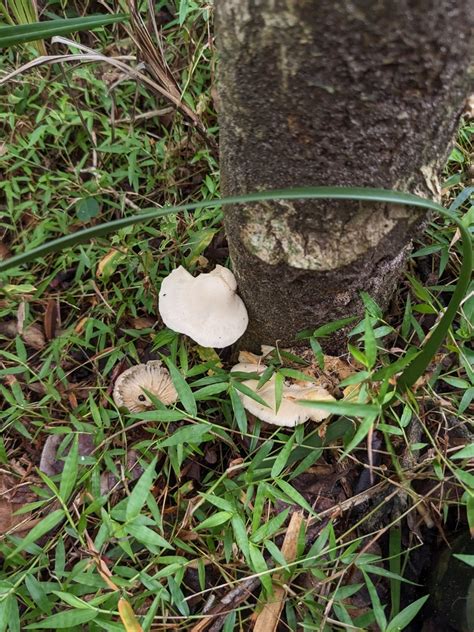 Ghost Fungus From Norah Head NSW 2263 Australia On April 23 2023 At