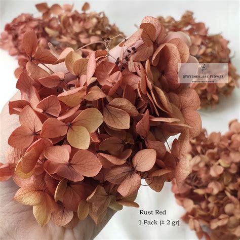 Jual 2 Gr Preserved Hydrangea Grade A Dried Flower Awetan Bunga