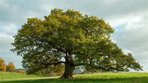 Árbol De Roble Características Usos Cuidados Y Más