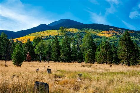 Arizona Mountains Forests | One Earth