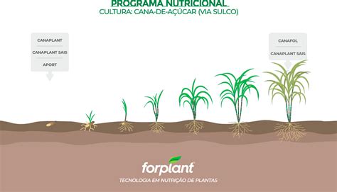 Tratamento Nutricional para Cana de Açúcar Forplant