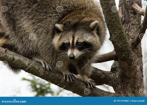 Raton Laveur Dans Un Arbre Ontario Canada Photo Stock Image Du