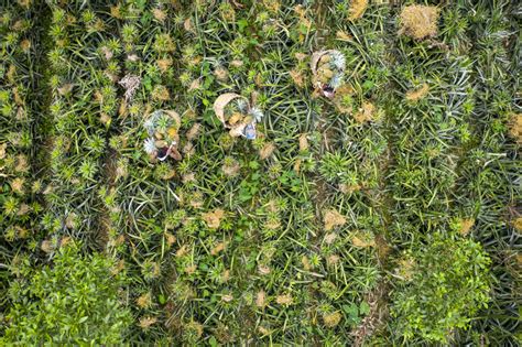 Aerial view of farmer in pineapple field, Dhaka, Bangladesh - Stock ...