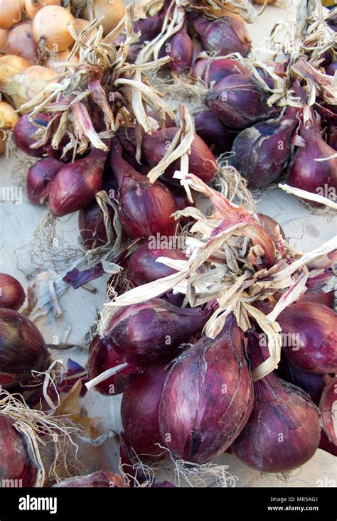 Rennes FRANCE White Onions And Red Shallots On Display At The