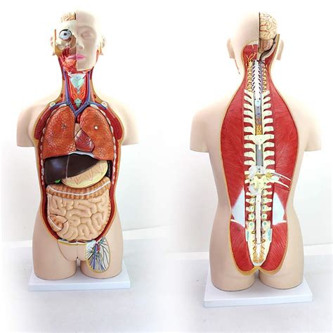 Buy XYXZ Anatomy Models Human Torso Model 85Cm Human Organ Anatomical