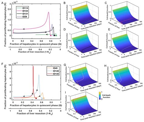 Processes Free Full Text Modeling The Dynamics Of Human Liver