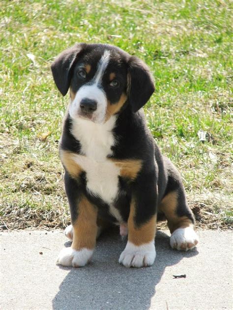 Entlebucher Mountain Dog Info, History, Temperament, Training, Puppy ...