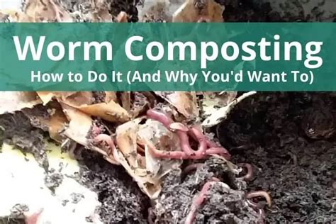 Worm Composting: How To Do It (And Why You'd Want To)