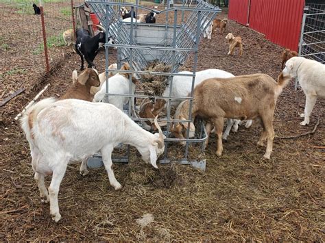 Kiko Goats For Sale The Prime Herders