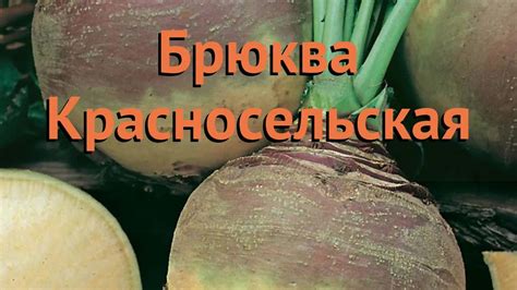 Брюква обыкновенный Красносельская 🌿 обзор: как сажать, семена брюквы ...