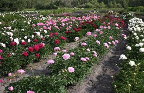 Parkland Peonies Peony Cut Flowers Peony Roots And Martagon Lilies