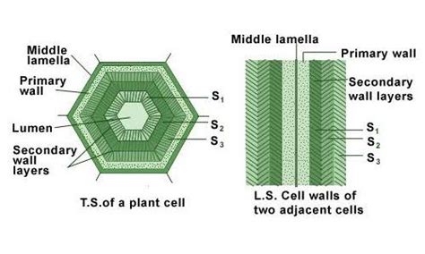 Explain the secondary cell wall