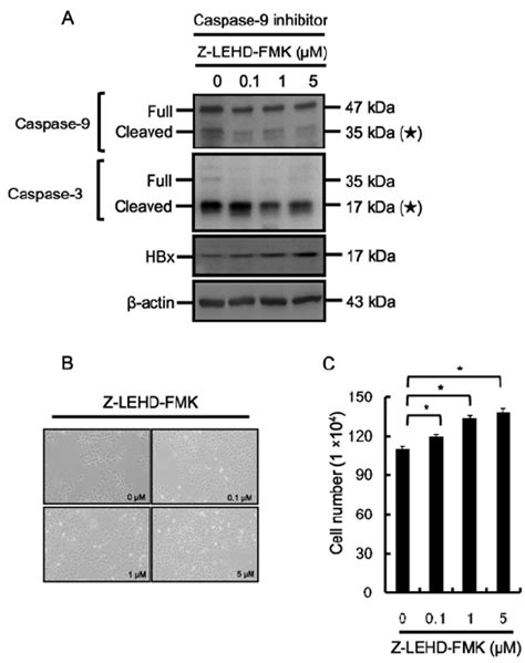 The Caspase Inhibitor Z Lehd Fmk Also Moderates The Hbx Induced Cell