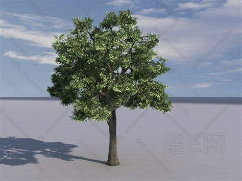 【现代树3d模型】建e网 现代树3d模型下载[id 108418962] 打造3d现代树模型免费下载平台