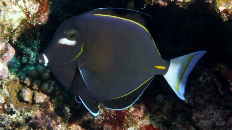 Acanthurus Nigricans Linnaeus 1758