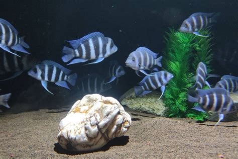 Frontosa Cichlid Care Guide Tank Mates Breeding And Eggs