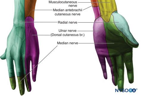 Wrist Block Landmarks And Nerve Stimulator Technique Nysora Nerve