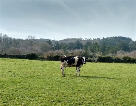 Free Images Grass Field Farm Meadow Prairie Pasture Grazing