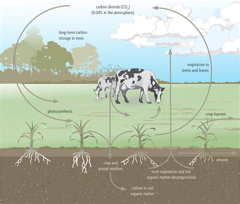 Soil Organic Matter and Carbon Sequestration - SARE