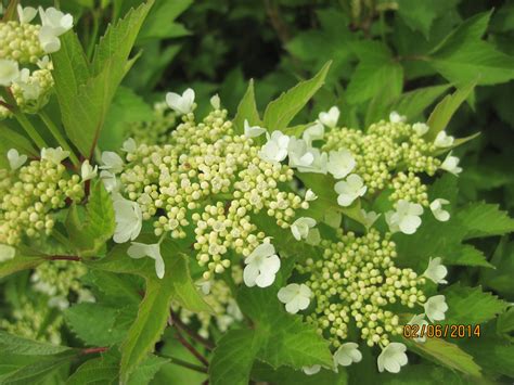 Viburnum Trilobum Compactum Alfredo P Pini Re Cramer Inc