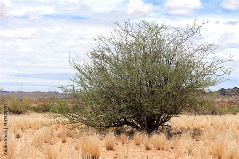 Samotne Drzewo Na Pustyni Kalahari Stock Foto Adobe Stock