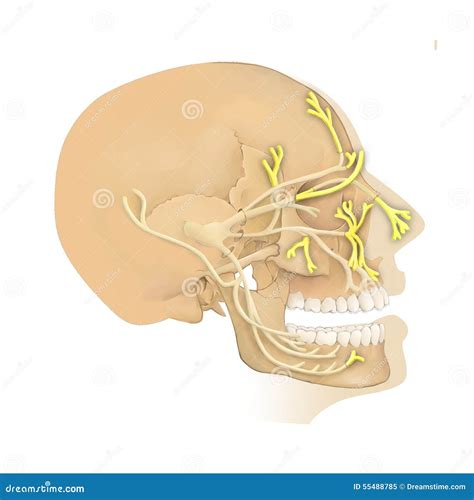 Anatomy Of The Trigeminal Nerve Stock Illustration Illustration Of