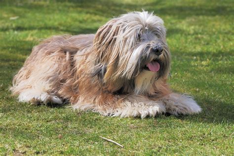 Tibet Terrier Hund Charakter Ernährung Pflege