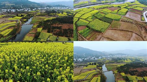 航拍乡村油菜花田011920x1080高清视频素材下载编号3328895实拍视频光厂vj师网