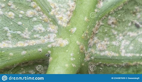 White Rust Albugo Parasite On The Leave Stock Image Image Of Farming