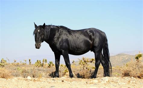 Mustang Horse Breed Information, History, Videos, Pictures