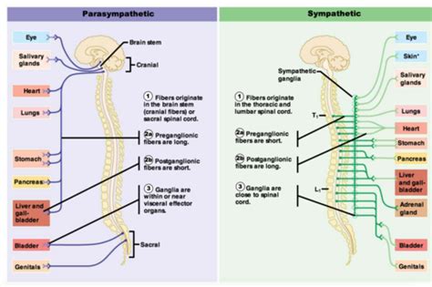 AP Chapter 14 Autonomic Nervous System Flashcards Quizlet