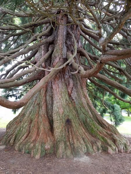 Giant Sequoia In Jefferson Park In Tacoma Washington United States