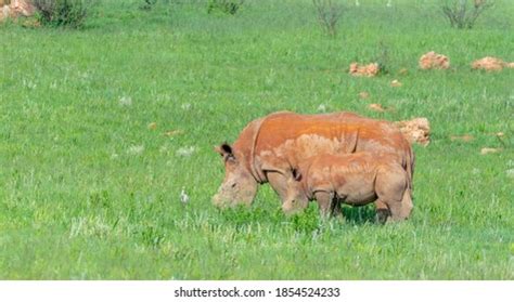 White Rhinoceros Mother Calf Photographed Rietvlei Stock Photo